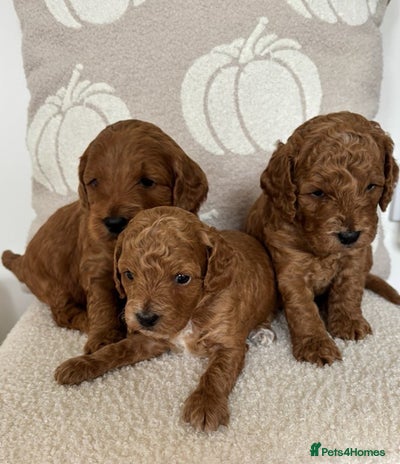 Cockapoo dogs - Advert 5