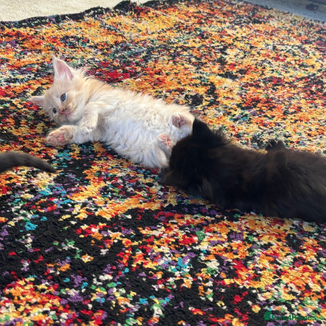 Maine Coon cats for sale: Half main coon kittens  - Image 12