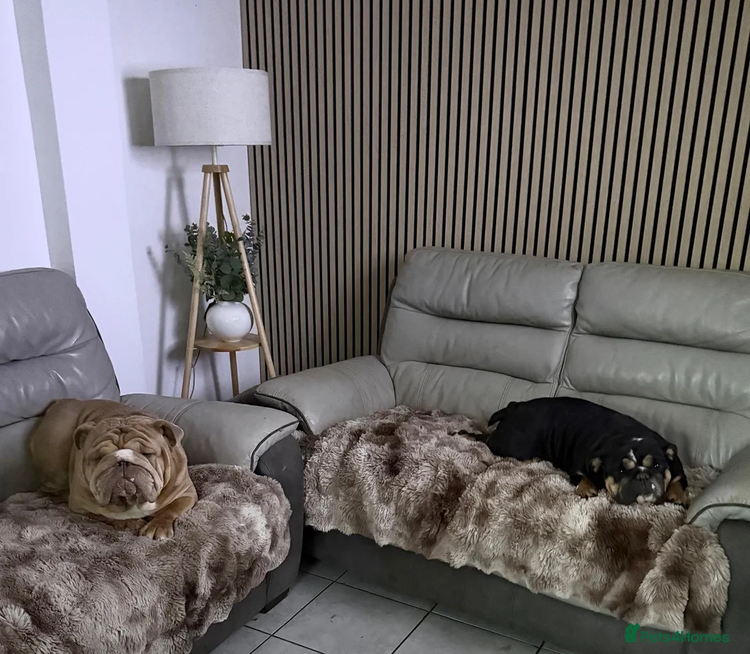 English Bulldog dogs for sale: English bulldog puppies  - Advert 2