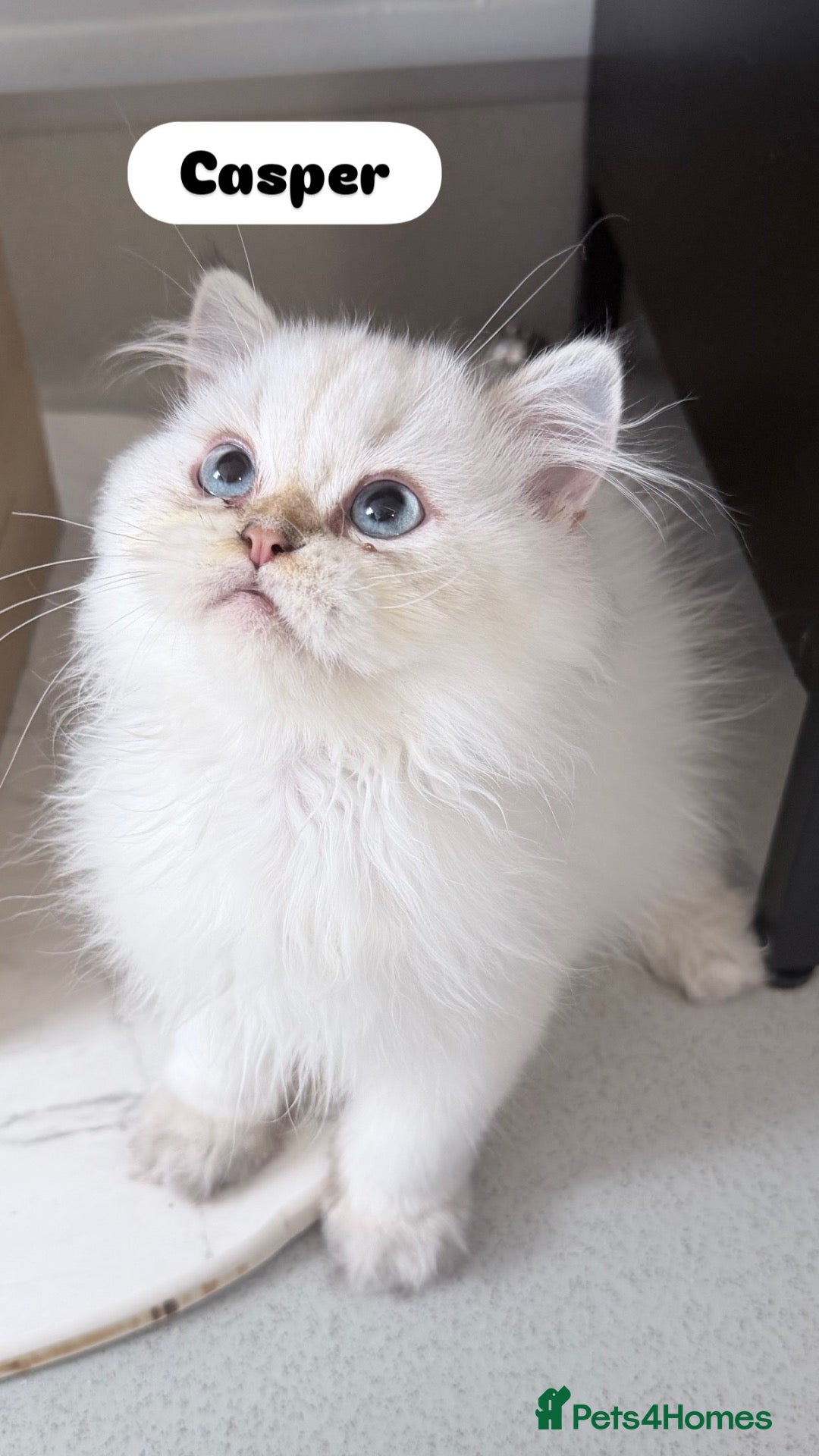 Scottish Fold cats READY **PRICE REDUCED **Top Quality Boy Kittens - Advert 2