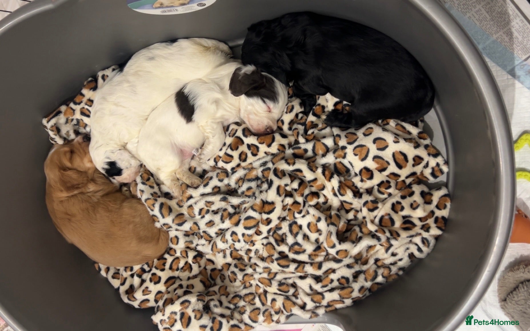 Cocker Spaniel dogs for sale: 4 beautiful boys - Advert 10