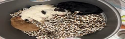 Cocker Spaniel dogs for sale: 4 beautiful boys - Advert 1
