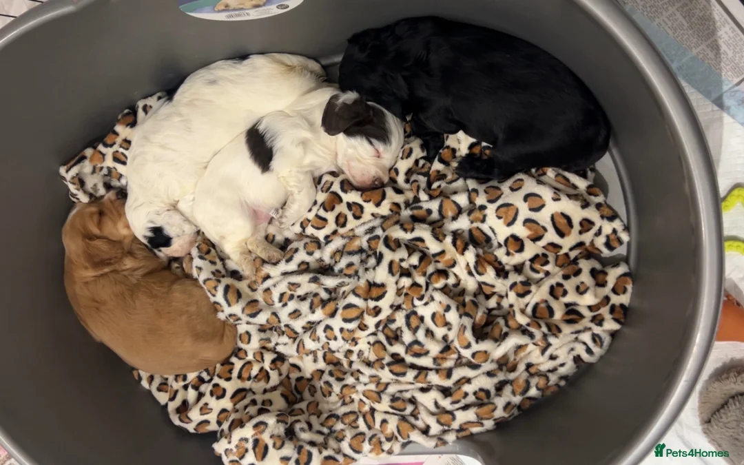 Cocker Spaniel dogs for sale: 4 beautiful boys - Advert 1