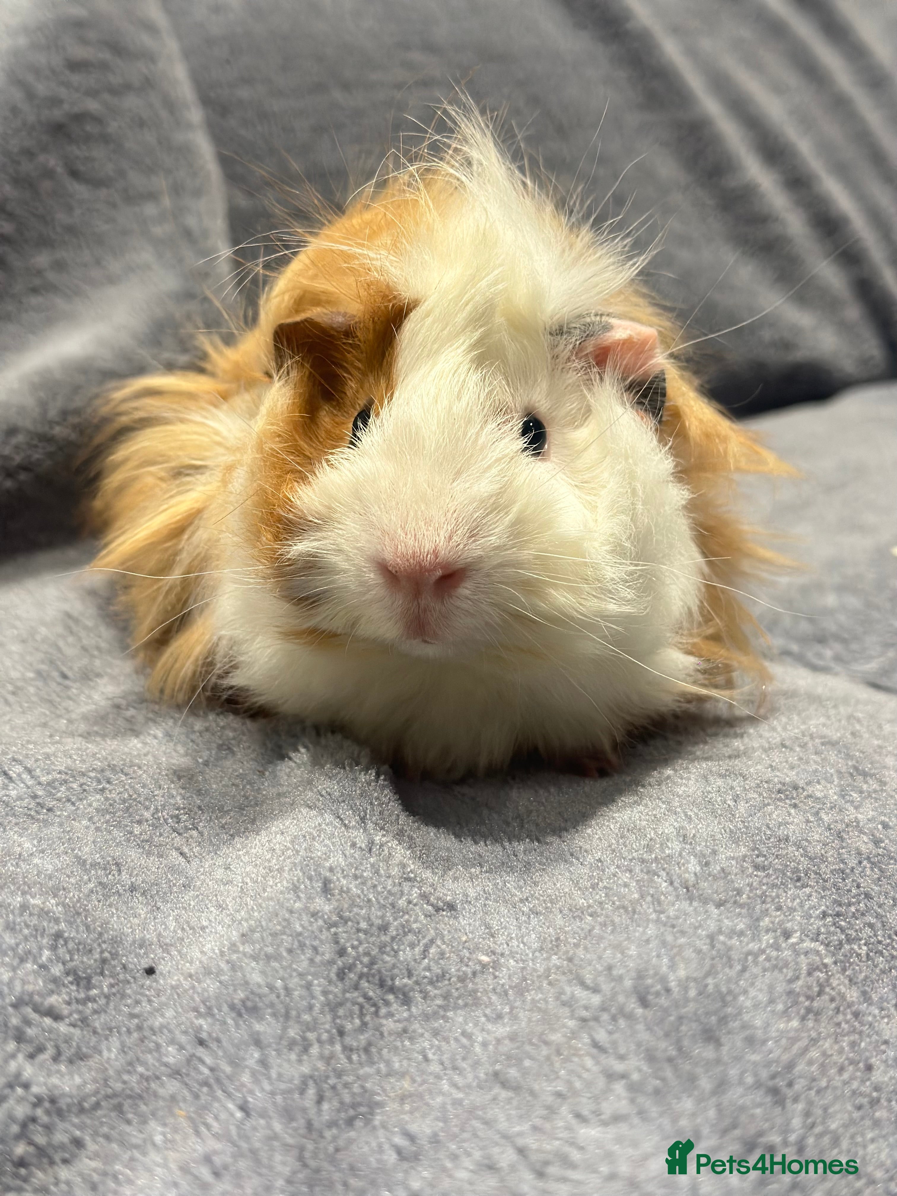 Guinea Pig rodents Guinea pig - Advert 1