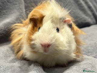Guinea Pig rodents Guinea pig - Advert 1