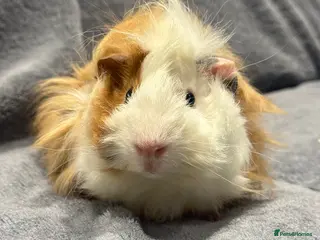 Guinea Pig rodents Guinea pig - Advert 21