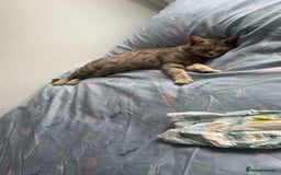 Bengal cats for sale: Bengal kittens  - Image 2