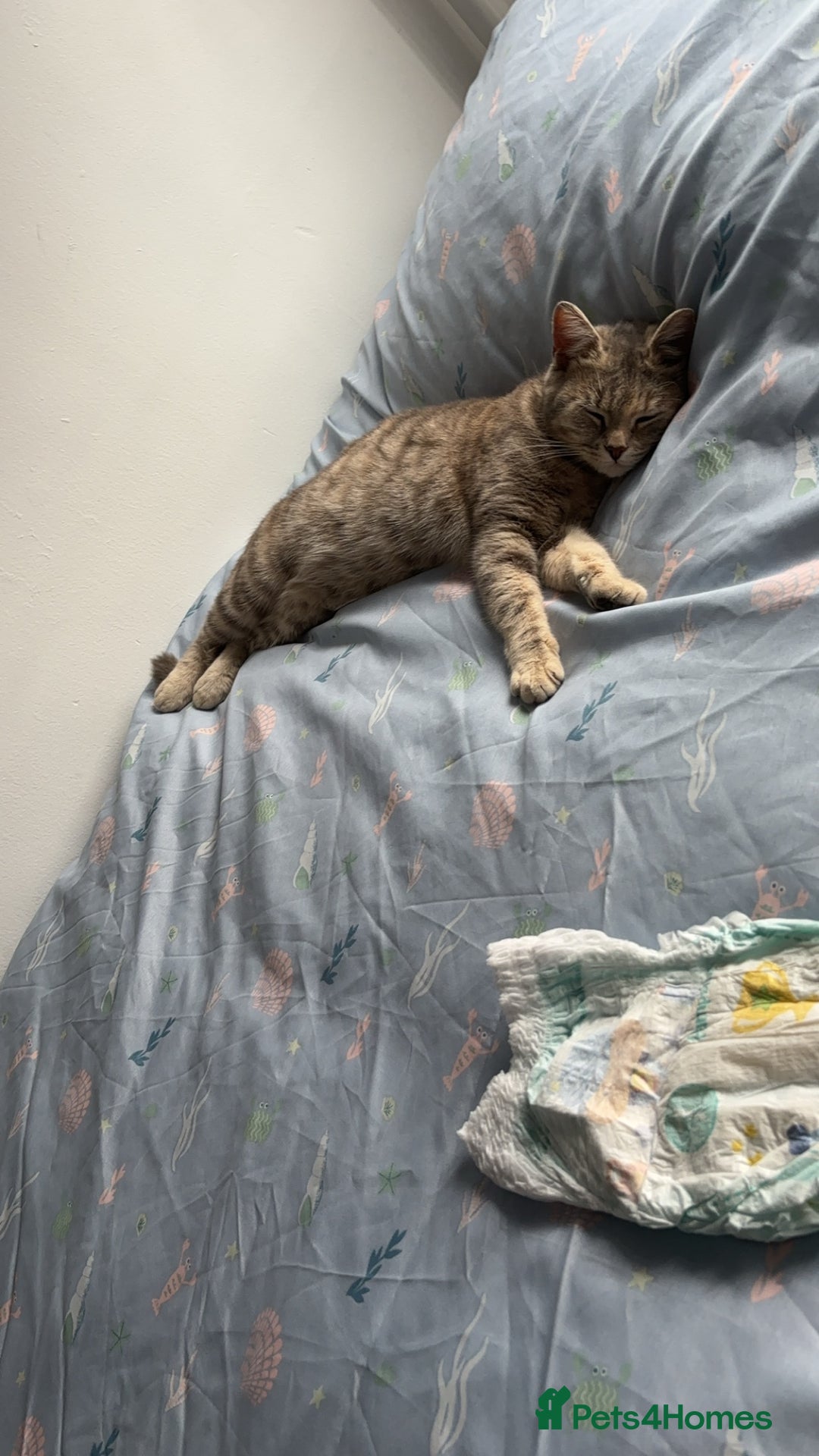 Bengal cats for sale: Bengal kittens  - Image 2
