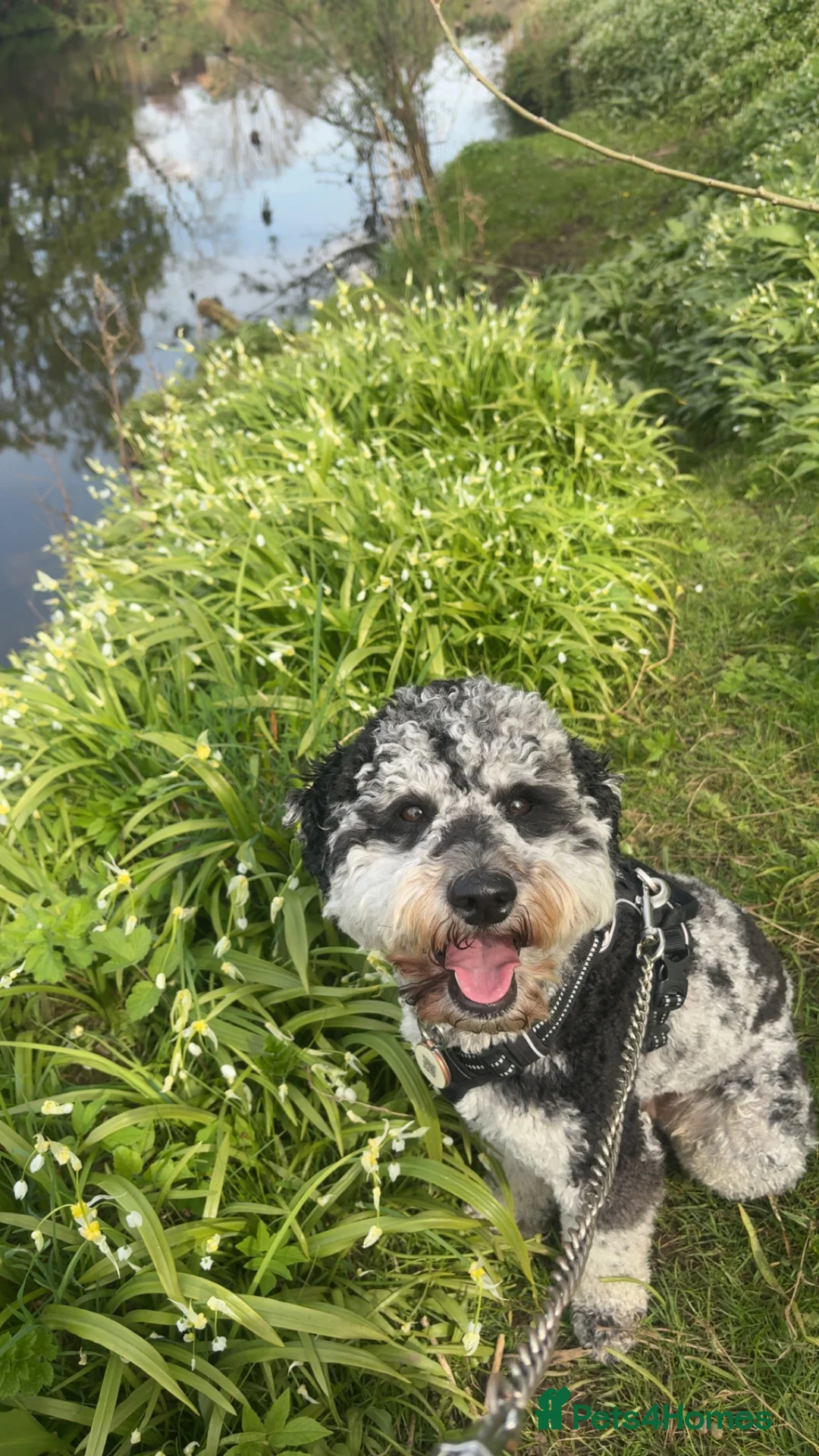 Goldendoodle dogs for stud: Blue Merle golden doodle stud in Falkirk - Advert 1