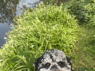 Goldendoodle dogs Blue Merle golden doodle stud in Falkirk - Advert 13