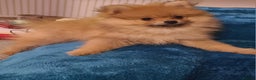 Pomeranian dogs for sale: Pomeranian puppies ready now 1 male left! - Advert 3