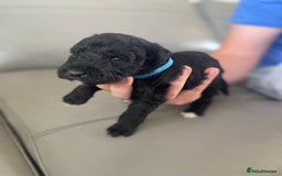 Bedlington Terrier dogs for sale: KC registered Bedlington terrier puppies - Image 10