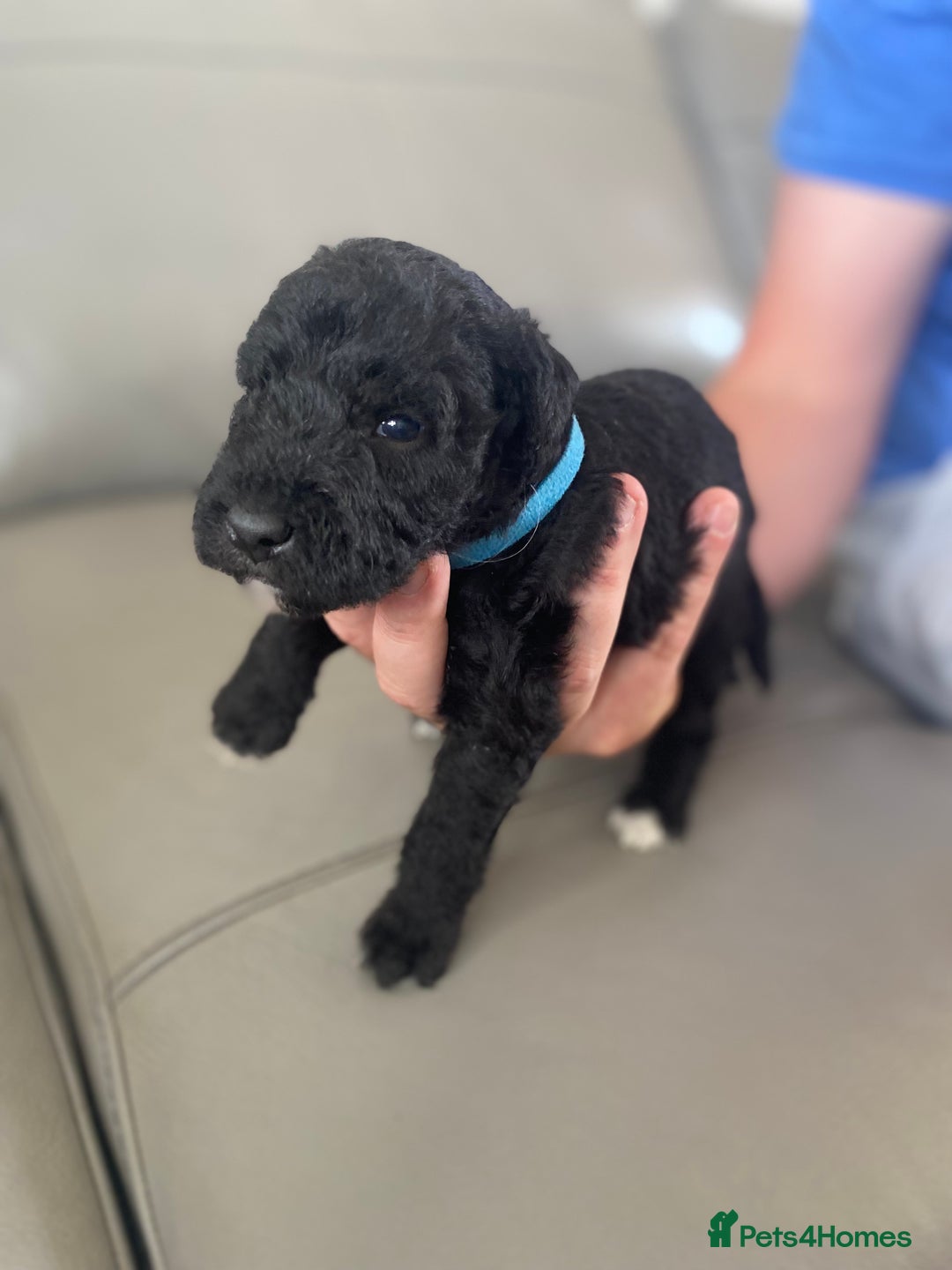 Bedlington Terrier dogs for sale: KC registered Bedlington terrier puppies - Image 10