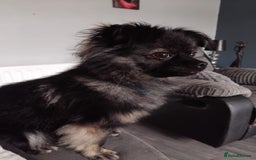 Pomchi dogs for sale: Pomchi for sale - Image 2
