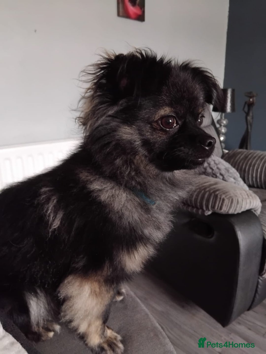 Pomchi dogs for sale: Pomchi for sale - Image 2