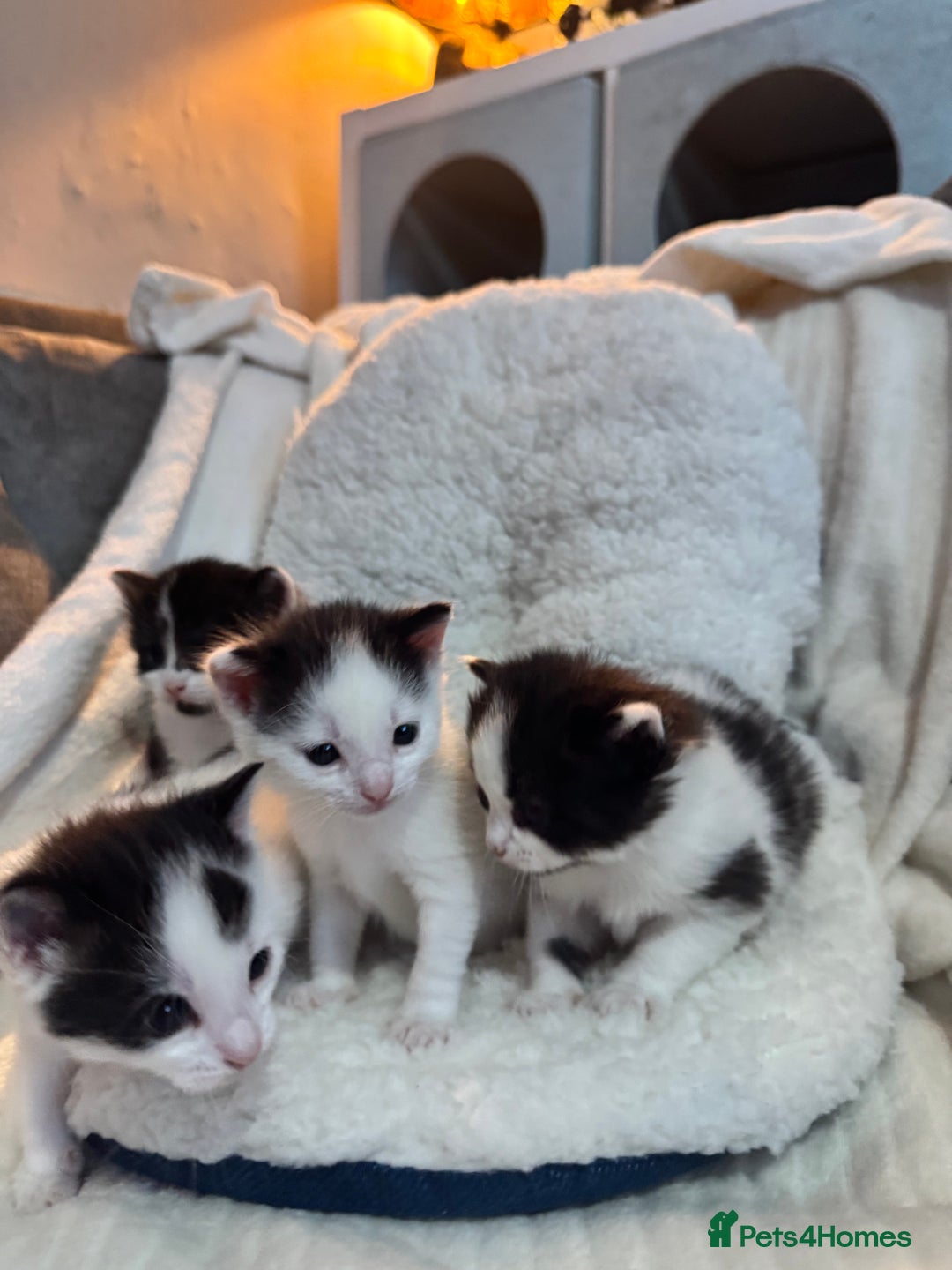 Domestic Shorthair cats for sale: Beautiful litter of kittens - Image 17