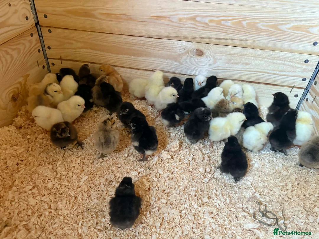 Chickens poultry for sale: Silkie . Light Sussex & Orpington chicks  - Advert 1