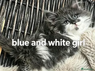 Maine Coon cats Mainecoon babies ready now rare chocolate brown - Advert 4