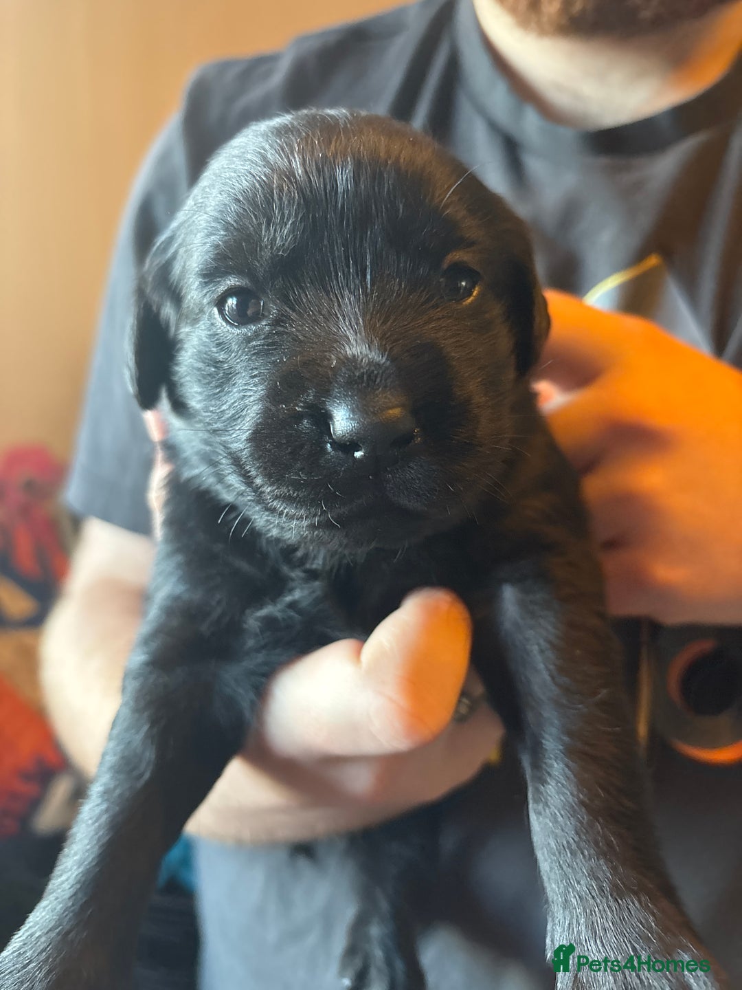 Goldador dogs for sale: Goldador puppies - Advert 12