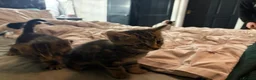 Mixed Breed cats for sale: Kittens ready to go - Advert 7