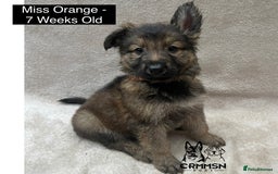 German Shepherd dogs for sale: Exceptional KC Reg Czech Line German Shepherd Pups in Nottingham - Image 12