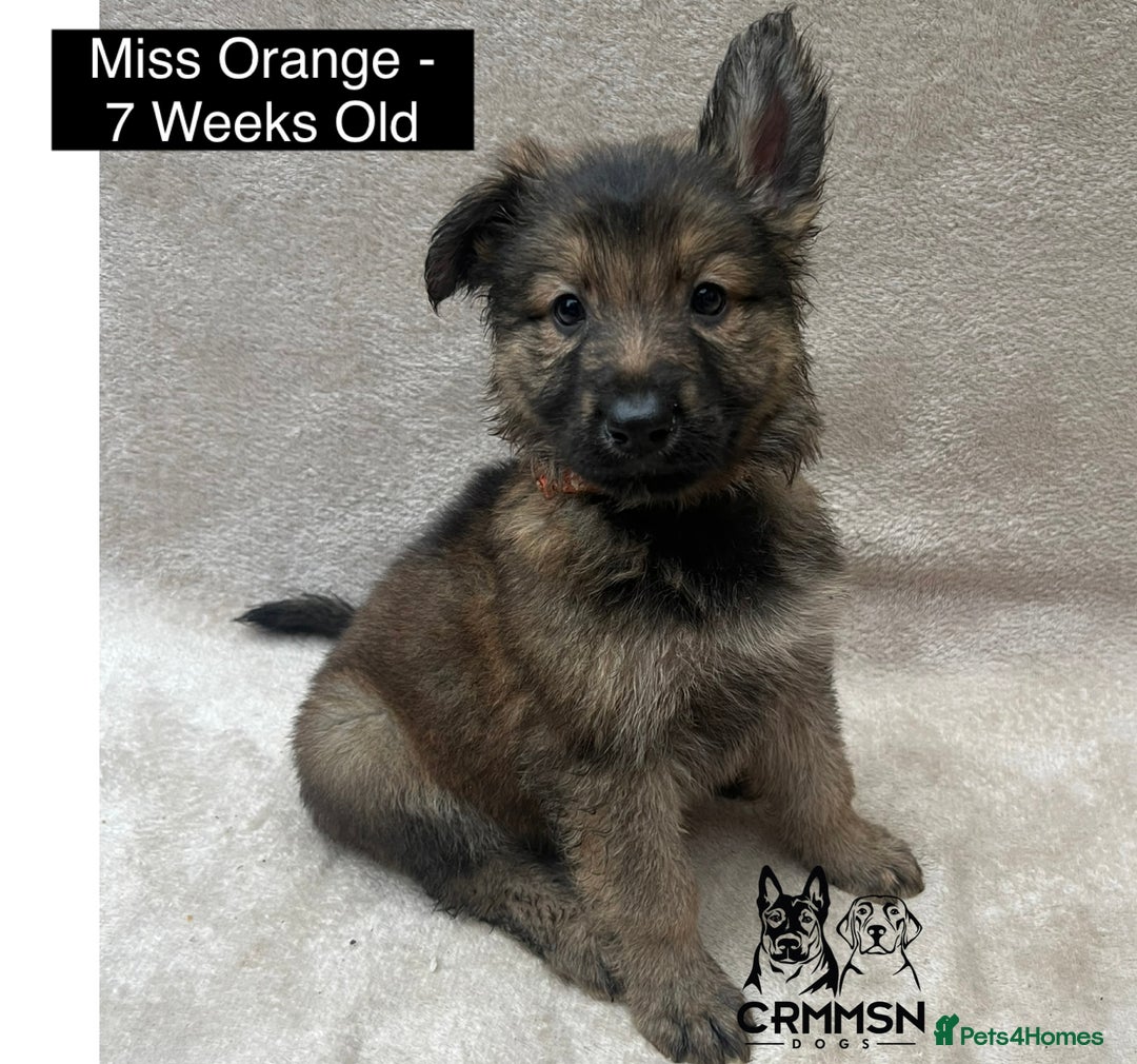 German Shepherd dogs for sale: Exceptional KC Reg Czech Line German Shepherd Pups in Nottingham - Image 12