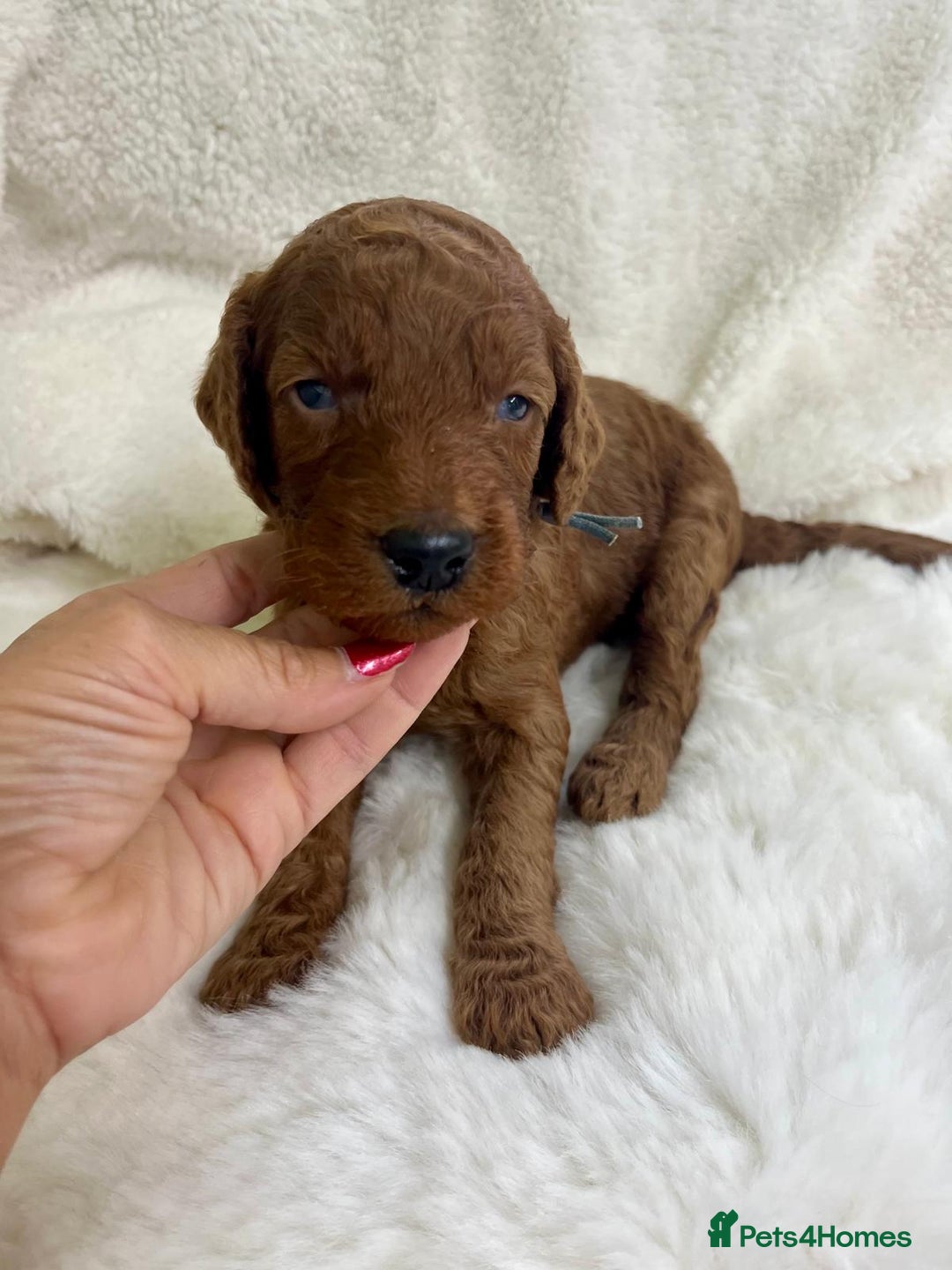 Goldendoodle dogs for sale: Outstanding Quality health tested Goldendoodles  - Image 15