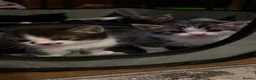 American Shorthair cats for sale: 4 male american shorthairs in Farnborough - Advert 13