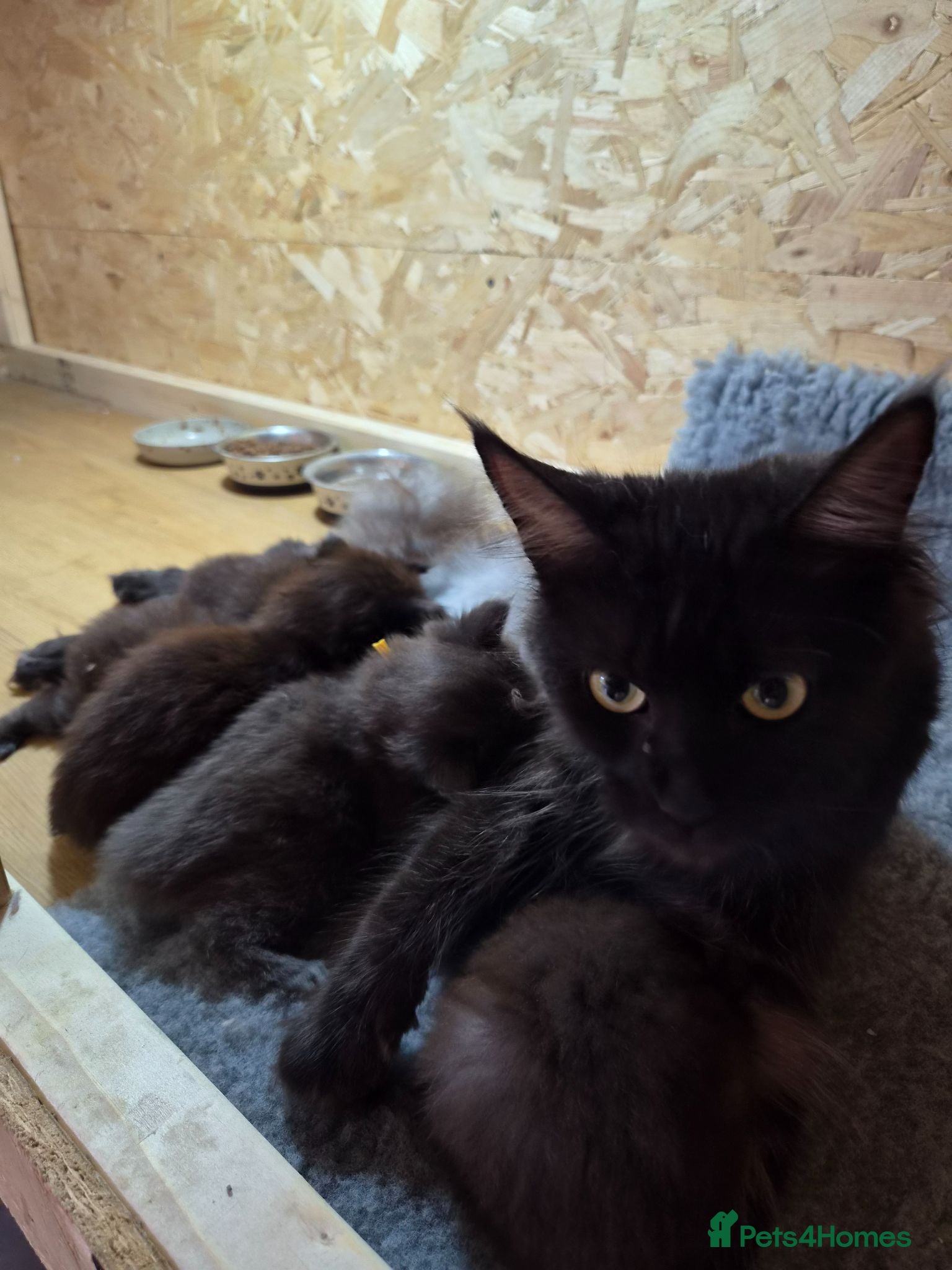 Maine Coon cats Maine Coon bundles of joy - Advert 1