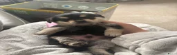 Mixed Breed dogs for sale: Pomeranian cross dachshund/border  - Advert 14