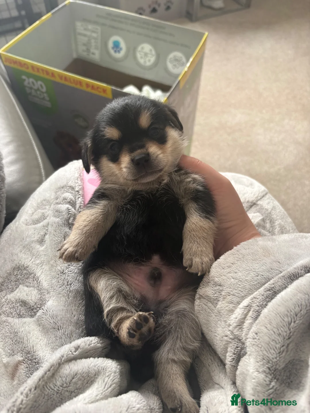 Mixed Breed dogs for sale: Pomeranian cross dachshund/border  - Advert 14