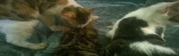 Mixed Breed cats for sale: Cute and Playful Kittens - Advert 4