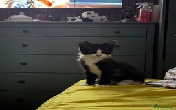 Mixed Breed cats for sale: 2 female an one male - Image 11