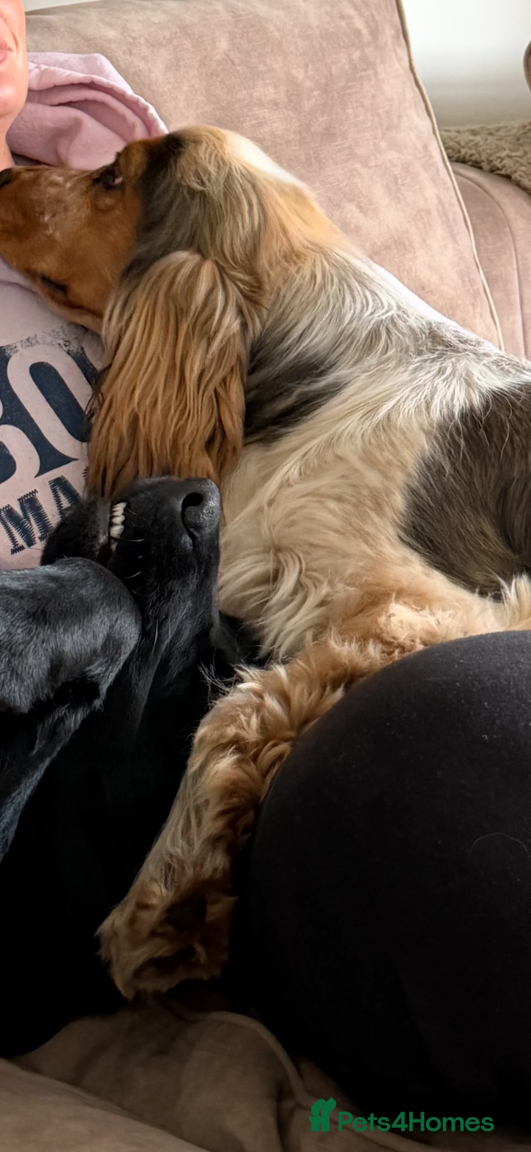 Cocker Spaniel dogs for sale:  8 Month Old Cocker Spaniel Boy – Milo in Leyland - Advert 4