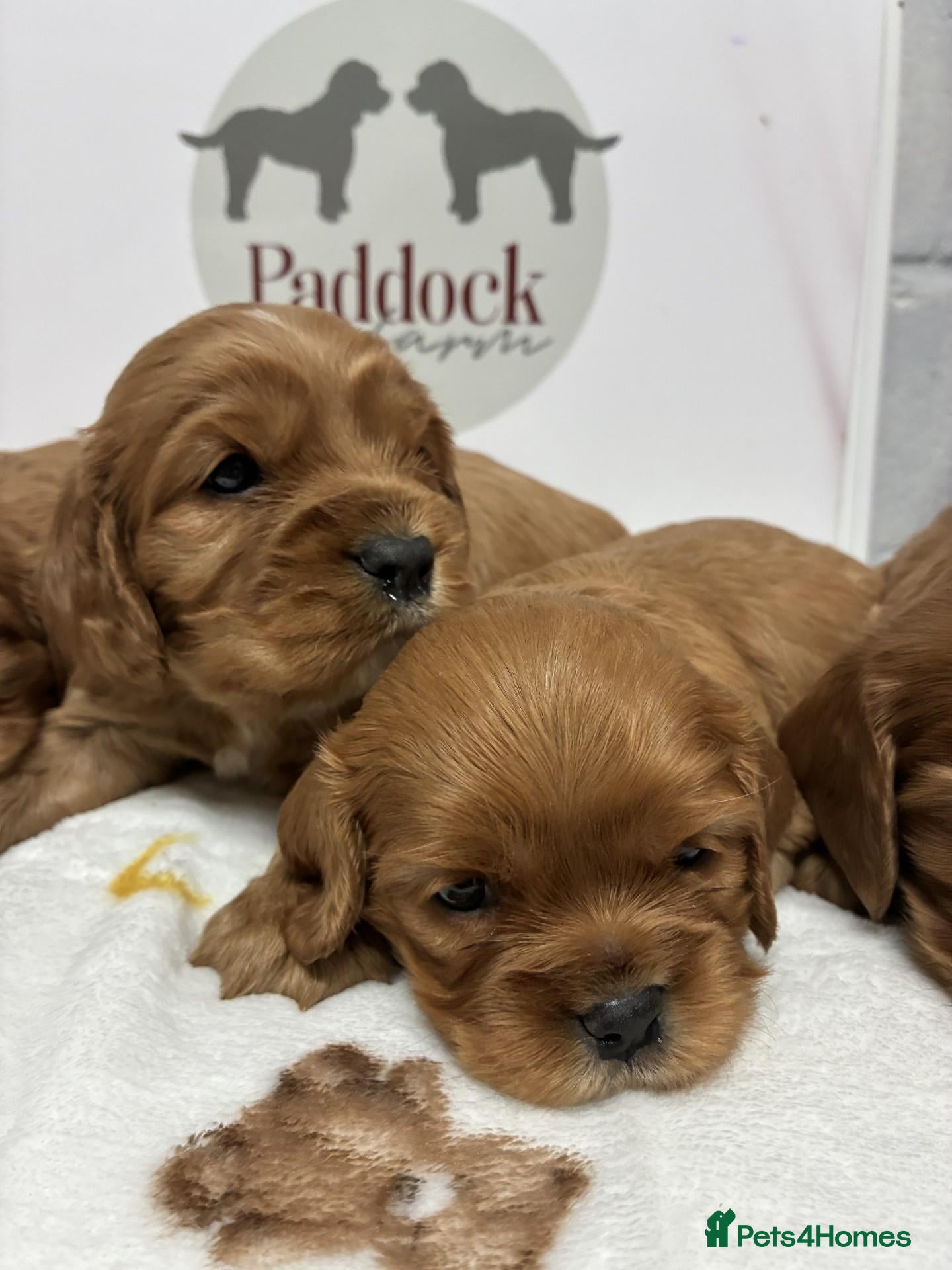Cavalier King Charles Spaniel dogs 👑 Superb Cavalier king charles puppies 👑 - Advert 1