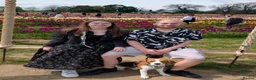 Beagle dogs for stud: Baxter - 2 Year Old Beagle for Stud - Advert 26