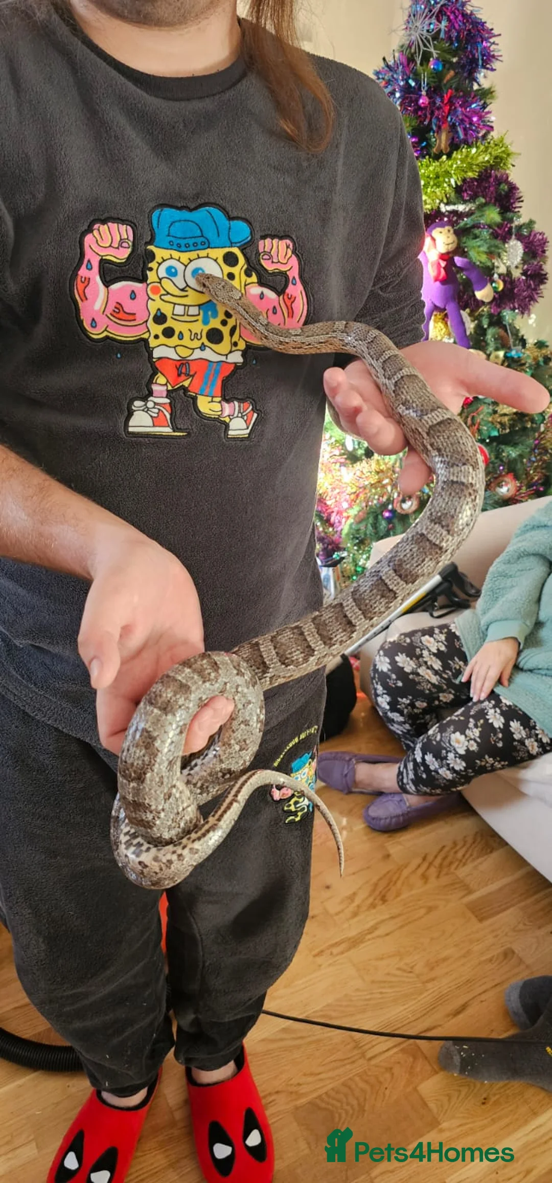 Corn Snake reptiles for sale: Friendly corn snake, vivarium with full set up - Advert 3