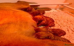 Labrador Retriever dogs for sale: Kc reg fox red Labradors  - Advert 20