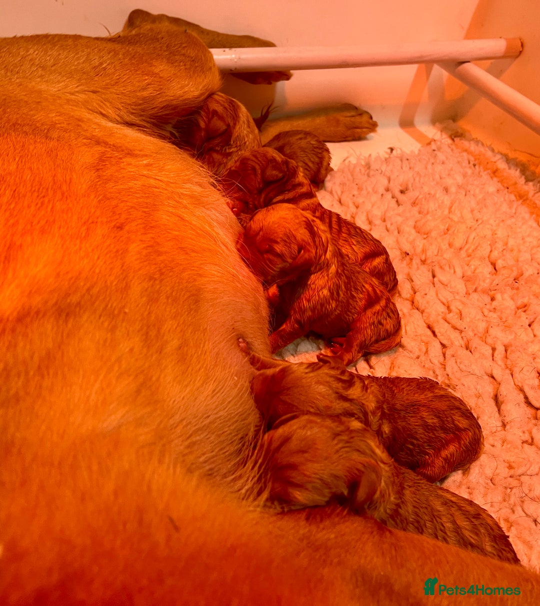 Labrador Retriever dogs for sale: Kc reg fox red Labradors  - Advert 20