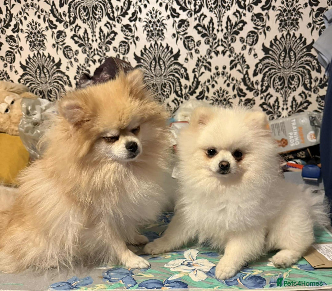 Pomeranian dogs for sale: Adorable Purebred Pomeranian Puppies  - Image 9