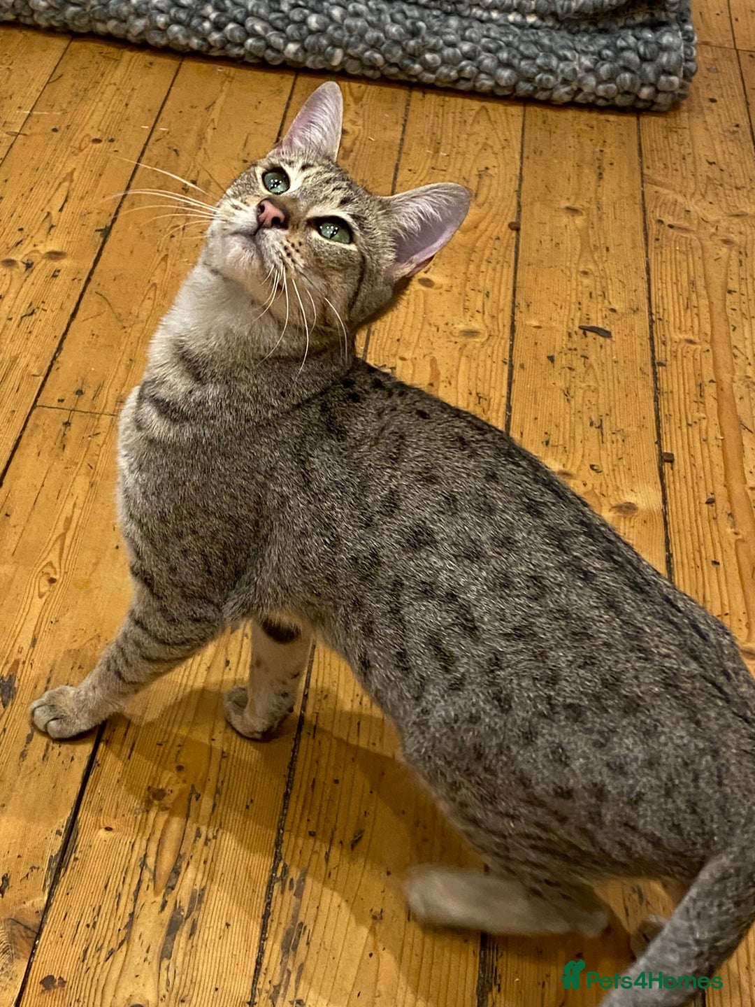 Savannah cats for sale: STUNNING SAVANNAH girl F5 sbt pure pedigree  - Advert 23