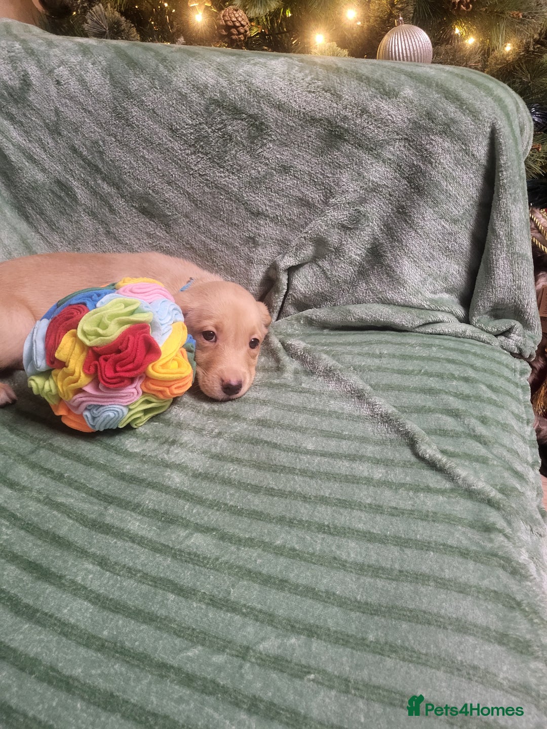 Labrador Retriever dogs for sale: KC registered labrador puppies - Advert 5