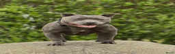 Staffordshire Bull Terrier dogs for sale: KC Health Tested Staffordshire Bull Terriers - Advert 21