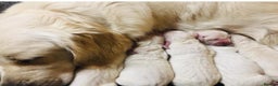 Golden Retriever dogs for sale: KC Reg Health Tested Golden Retriever Puppies - Advert 3