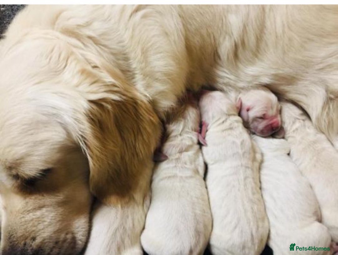 Golden Retriever dogs for sale: KC Reg Health Tested Golden Retriever Puppies - Advert 3