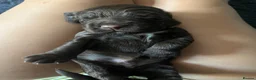 Cocker Spaniel dogs for sale: 🐶Cocker Spanisls🐶 in Oldham - Advert 5