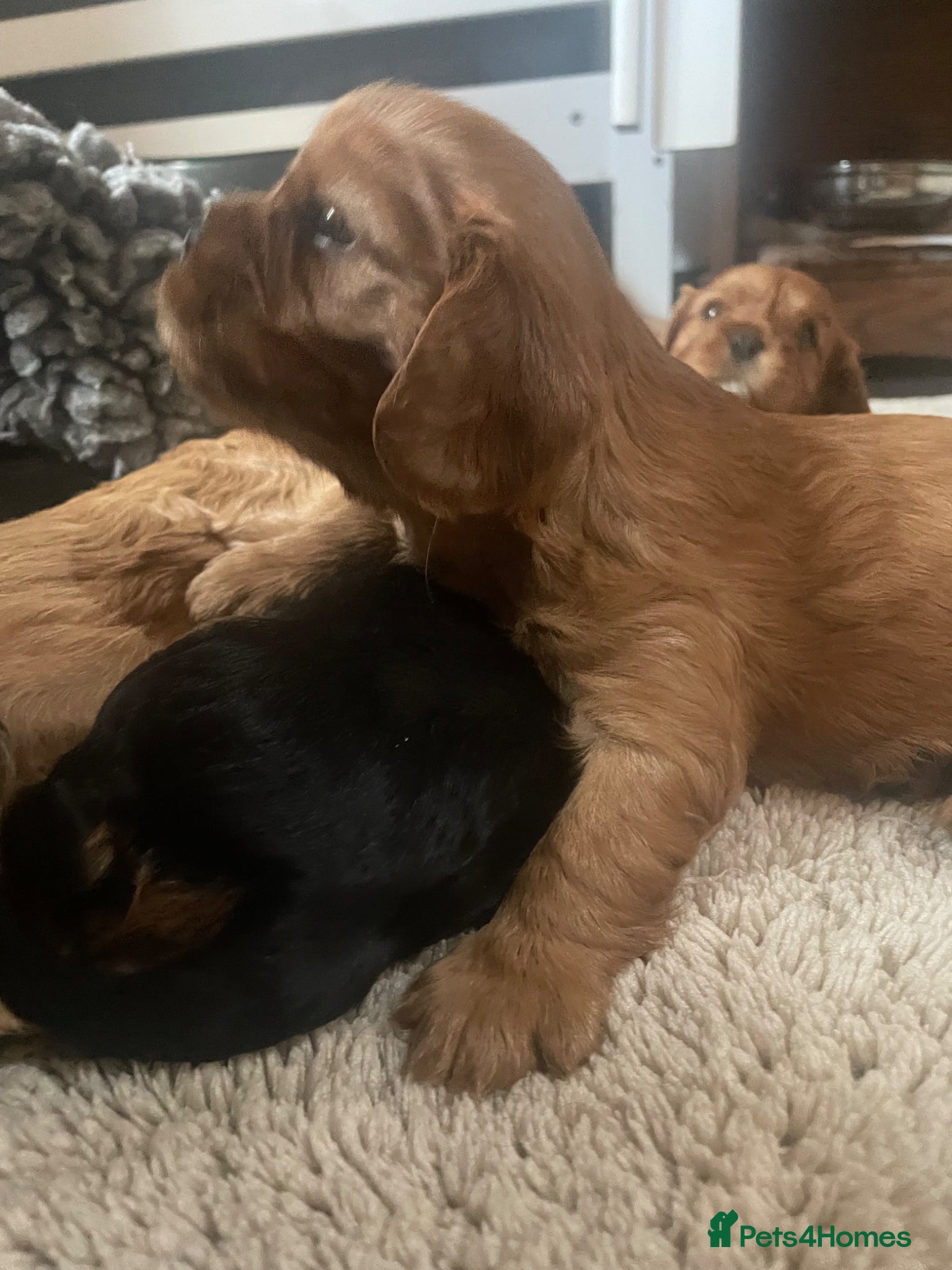 Cavalier King Charles Spaniel dogs for sale: King Charles cavalier babies  - Advert 35