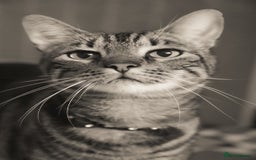 Mixed Breed cats for sale: Tabby FREE to good home  - Image 4