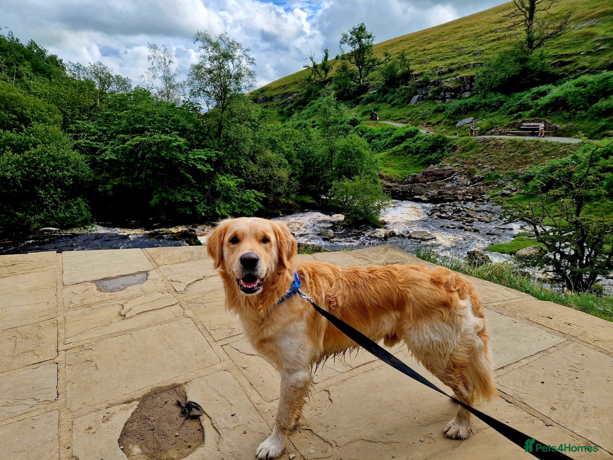 Golden Retriever dogs STUD ONLY. 4 year old proven golden retriever - Advert 1