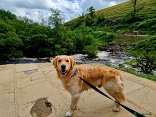 Golden Retriever dogs STUD ONLY. 4 year old proven golden retriever - Advert 1